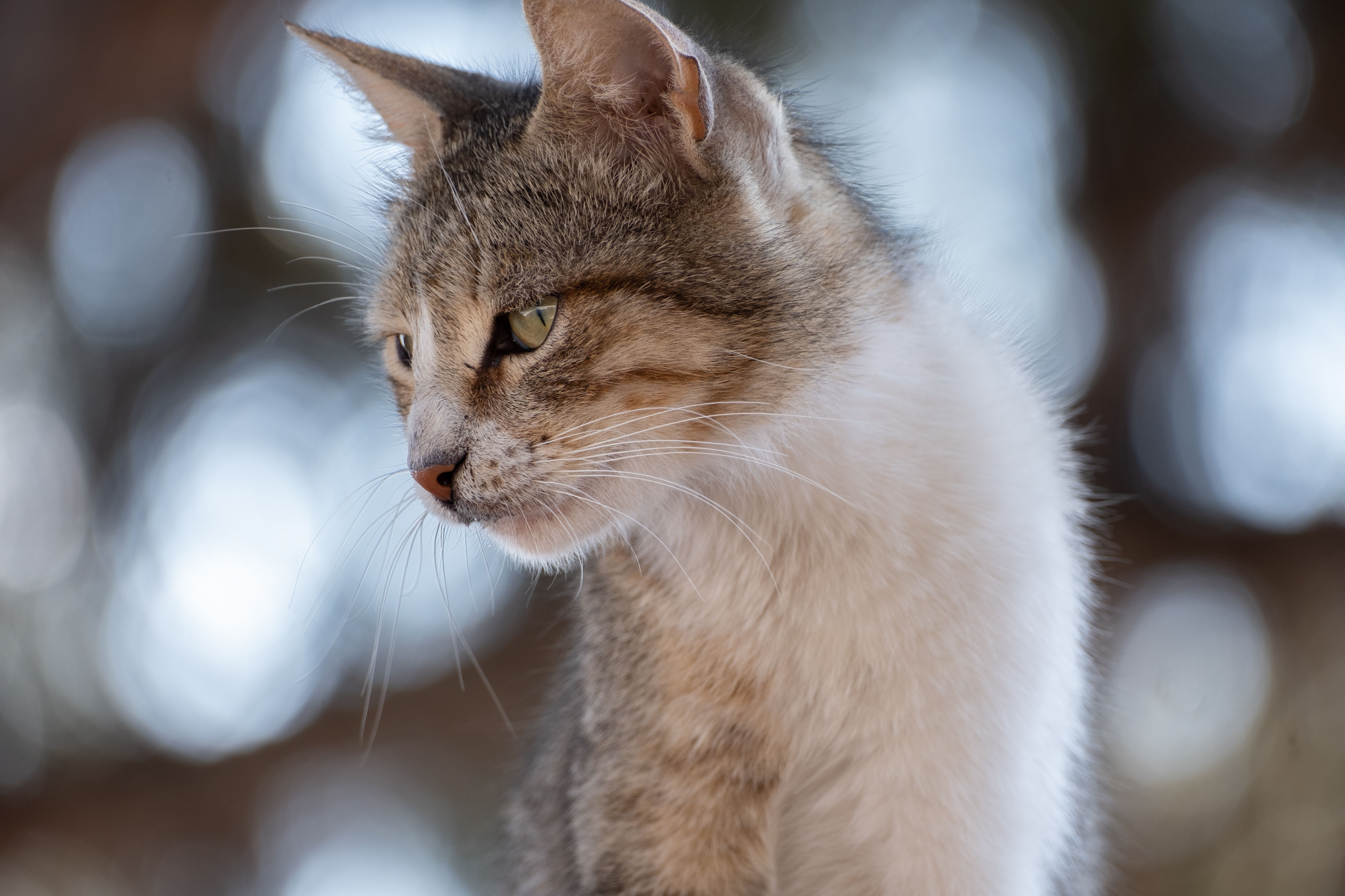 close-up-of-a-gray-and-white-cat-free-stock-photo