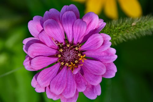 Darmowe zdjęcie z galerii z cynia zwyczajna, fioletowy, kwiat