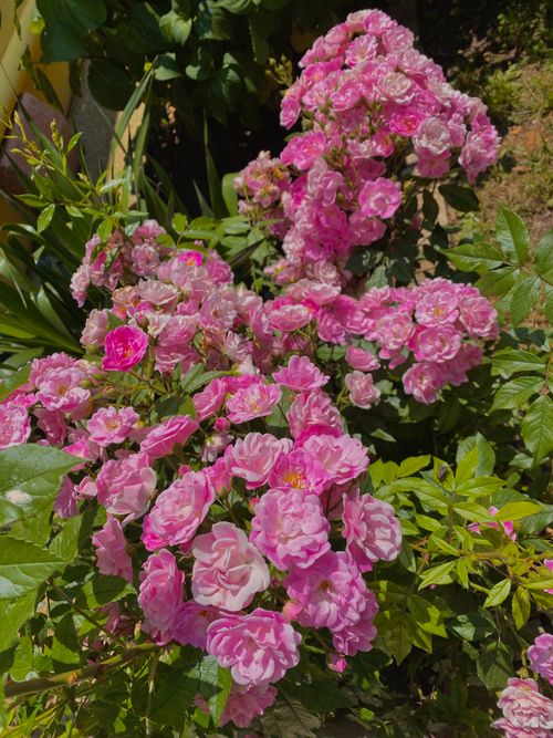 Free Bright pink roses in full bloom under sunlight, perfect for a mobile wallpaper or nature decor. Stock Photo