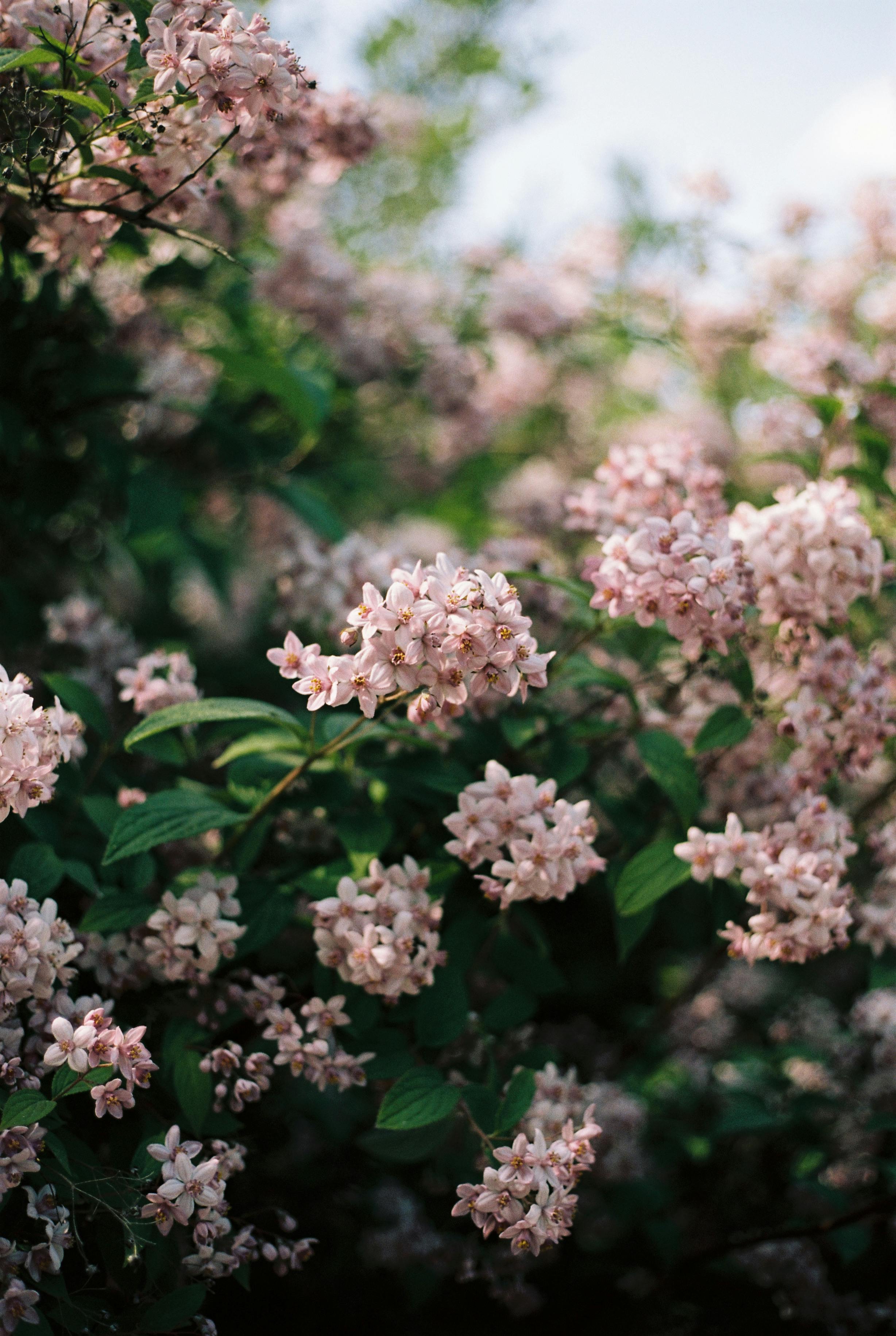 A dense cluster of pink blooms on a shrub surrounded by lush green leaves, perfect for garden themes.