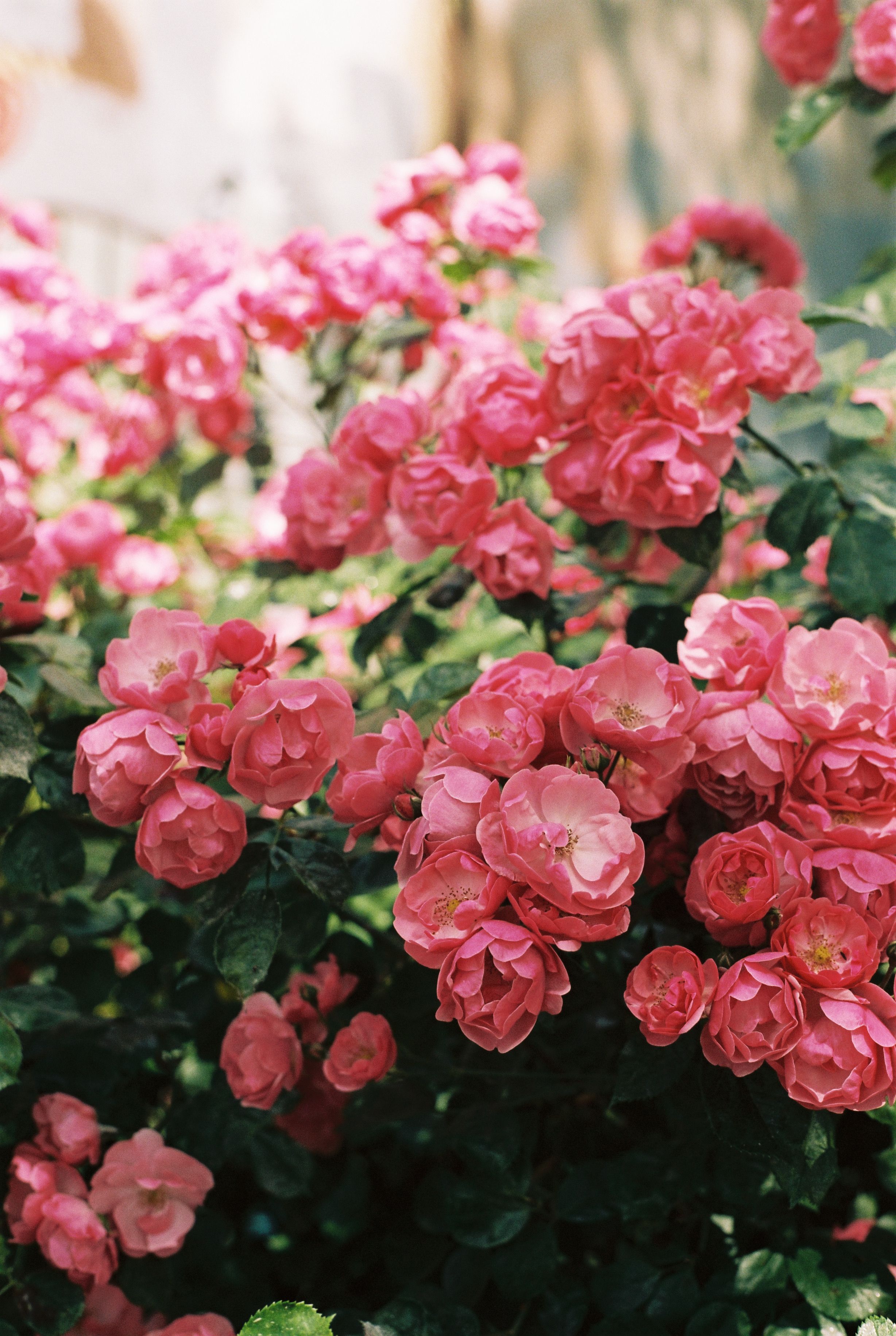 Shrub with Pink Roses · Free Stock Photo