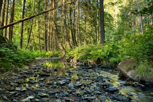 Kostnadsfri bild av bäck, landskap, skog