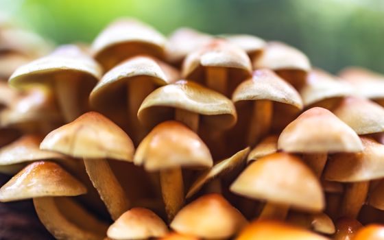 Detailed image of orange honey mushrooms (Armillaria) clustered in a damp forest setting.