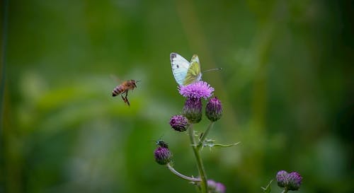 Gratis arkivbilde med bie, hvit, sommerfugl