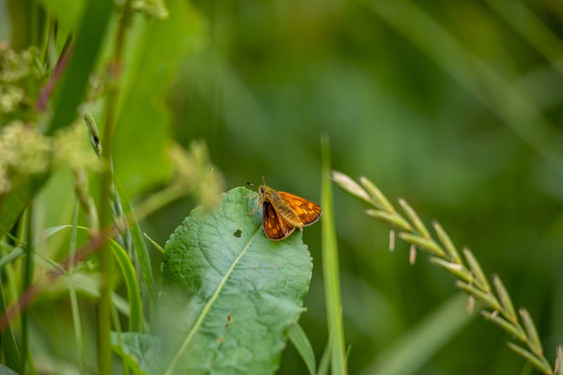 Moth on a Leaf 
