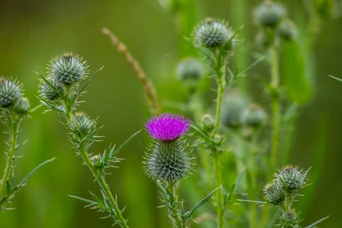 Close-up of Milk Thistle Buds 