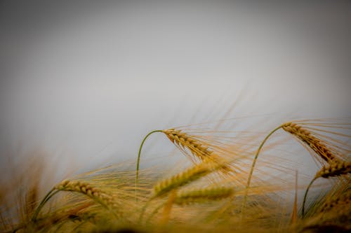Foto profissional grátis de área, milho, trigo