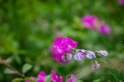 Безкоштовне стокове фото на тему «горох, квітка, рожевий»