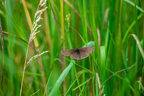 Brown Ringlet Butterfly Sitting on a Grass Blade in a Meadow