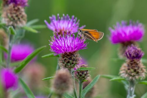 Free Close-up of a skipper butterfly perched on vibrant purple milk thistle flowers in England. Stock Photo