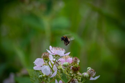 Foto profissional grátis de abelha, bumble, mosca