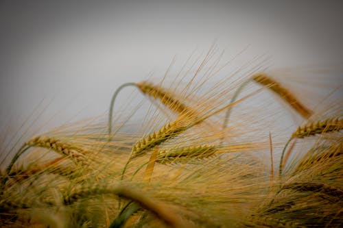 Darmowe zdjęcie z galerii z kukurydza, pole, pszenica