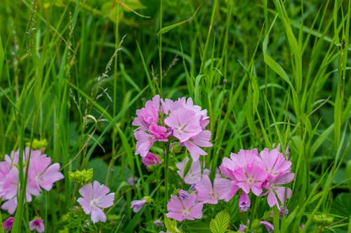 粉紅色, 草原, 醇厚 的 免費圖庫相片
