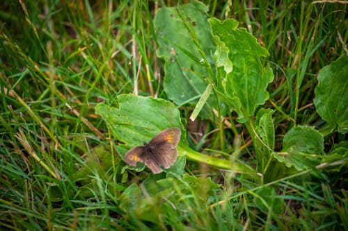 갈색, 나비, 초원의 무료 스톡 사진