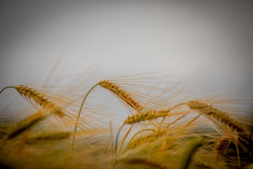 Základová fotografie zdarma na téma hřiště, kukuřice, pšenice