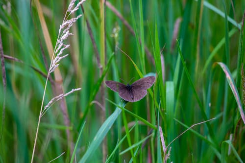 Ringlet Butterfly Sitting on a Grass Blade in a Lush Summer Meadow
