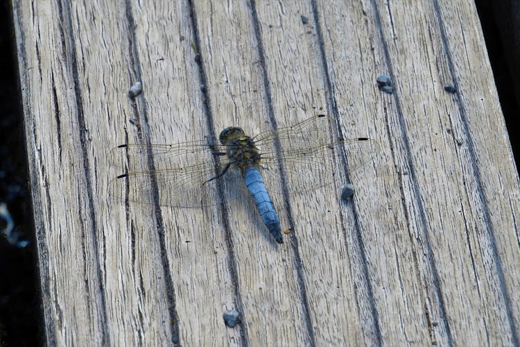 Dragonfly On Wooden Board