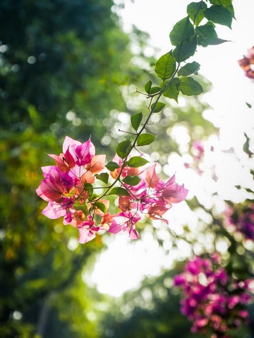 Pink Flowers in Nature