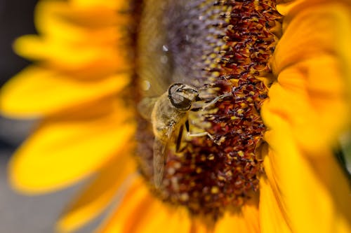 คลังภาพถ่ายฟรี ของ ดอกทานตะวัน, ธรรมชาติ, ผึ้ง