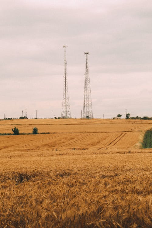 Two Metallic Antenna Masts Standing in a Ripe Golden Wheat Field