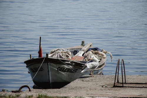 Foto profissional grátis de ave, barco de pesca, cais