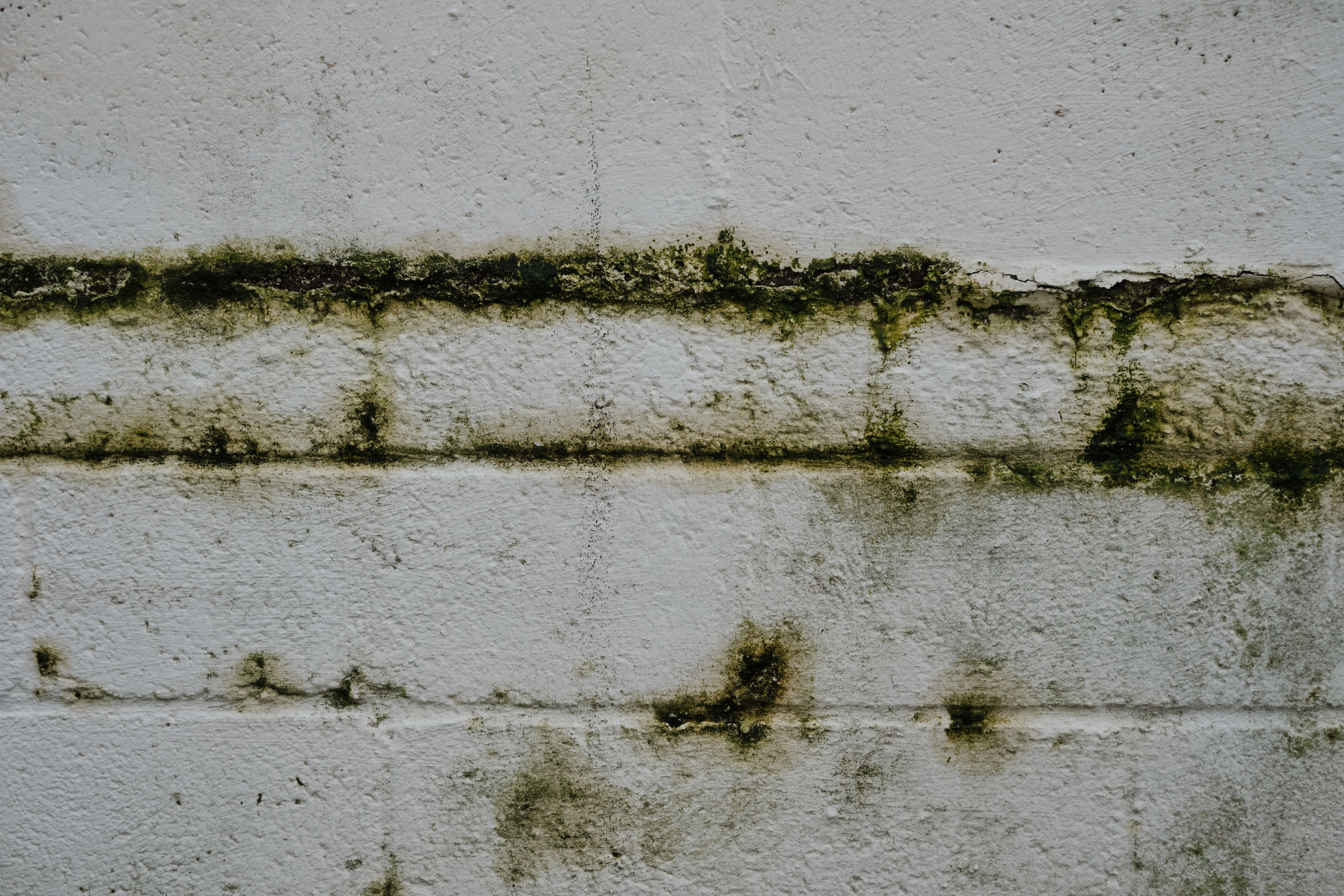 Professional mold remediation specialists in Oakland using advanced equipment to treat mold-affected walls in a resident