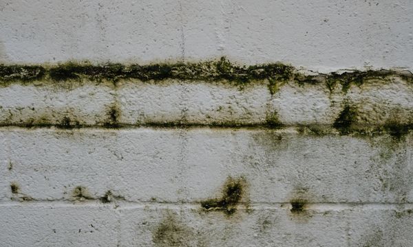 Damp Proofing โ Close-up of an aged mossy brick wall in Greystoke, England.