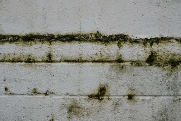 Black Mold Removal