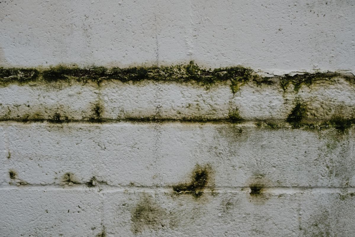how to stop mould in bedroom uk — First, Work Out Which Damp You Have
