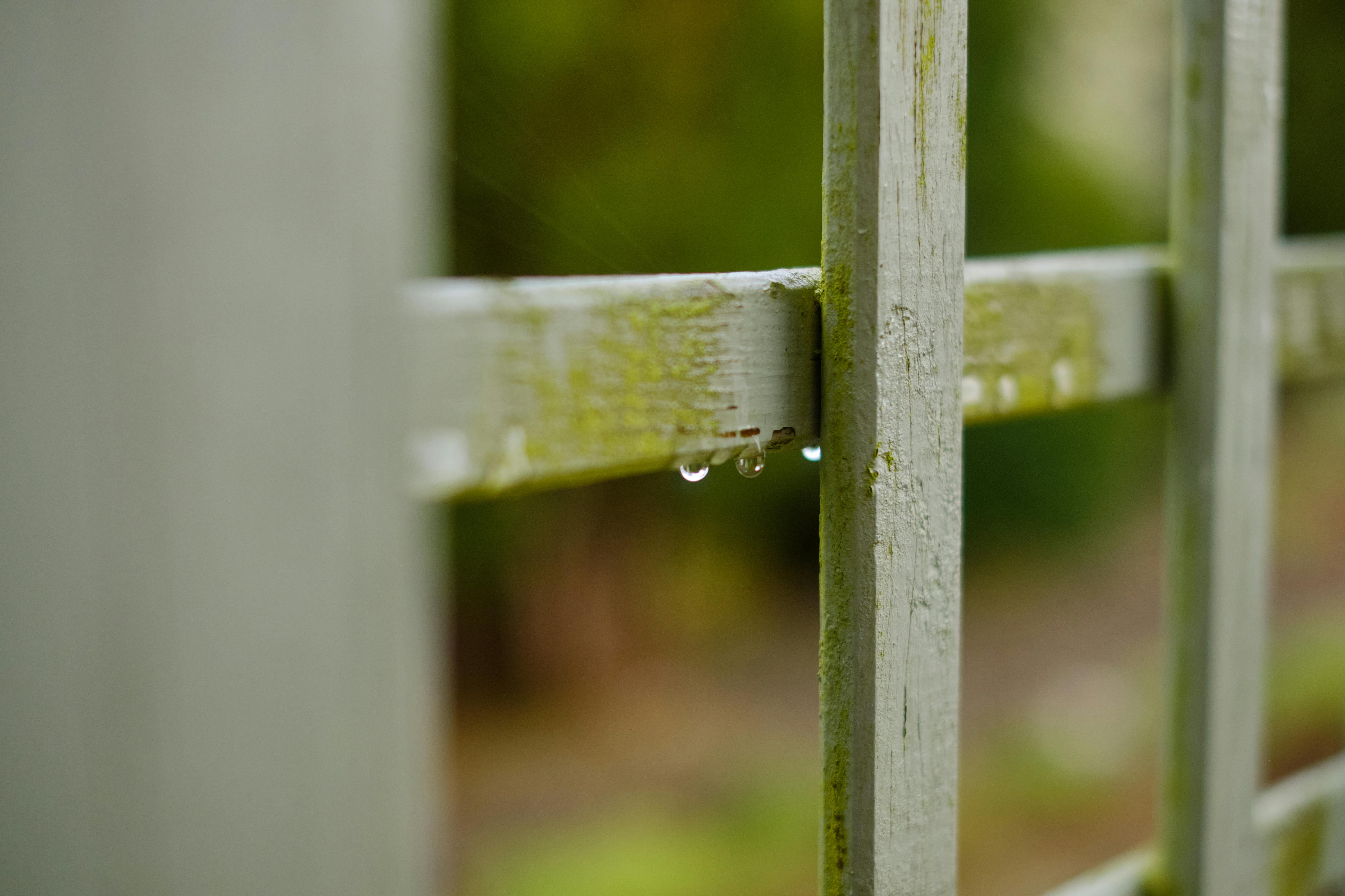 A healthy cucumber plant with tendrils gripping a sturdy trellis, showing vertical growth and clean fruit.