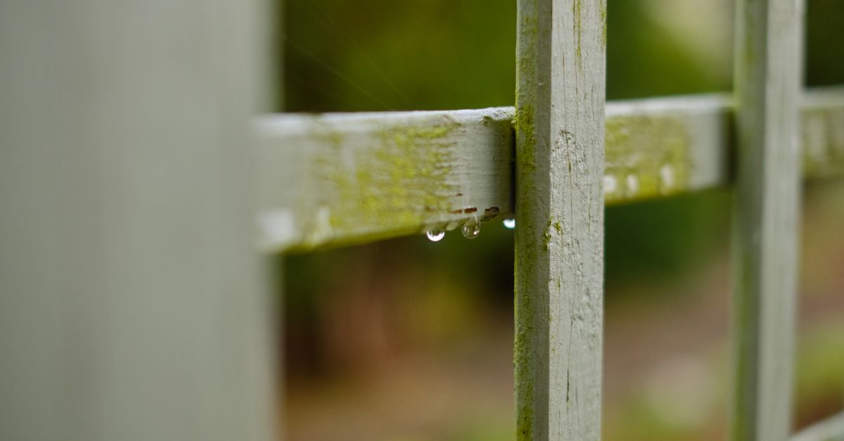Close-up of a moss-covered wooden fence with raindrops in Greystoke, England.