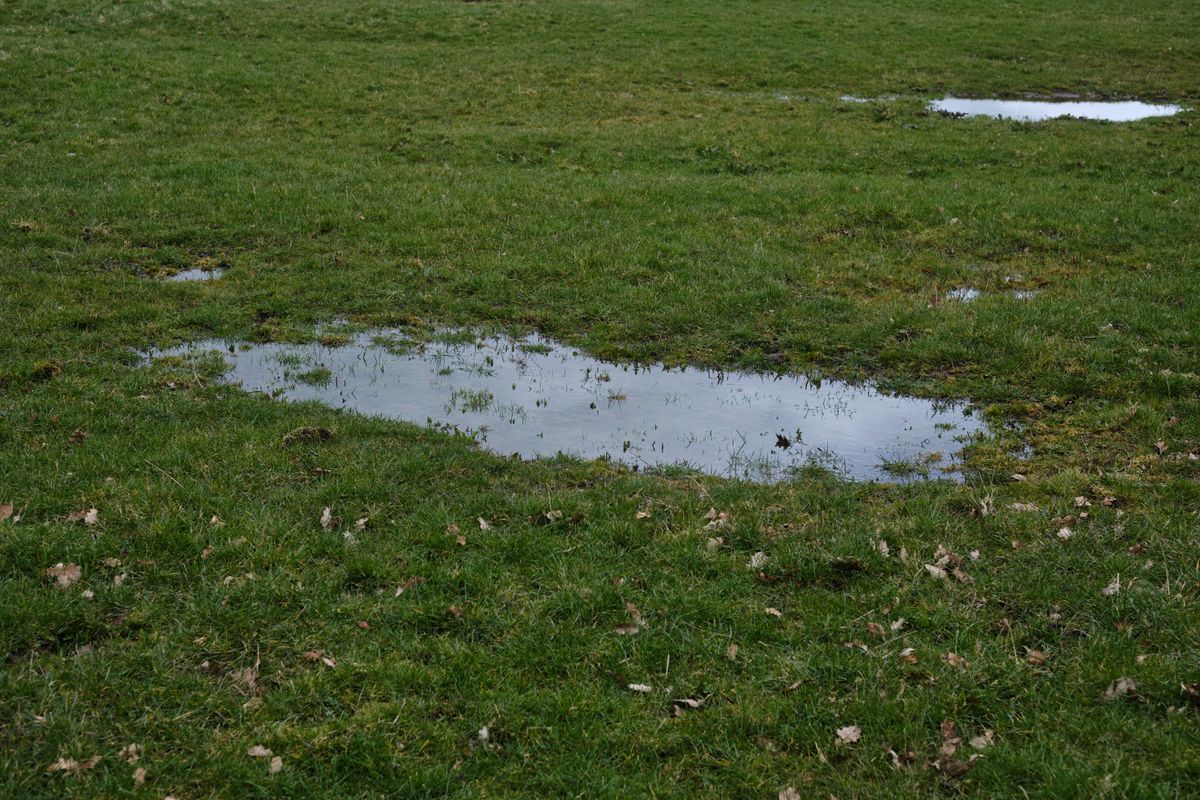 Standing water pooling in a grass lawn due to poor drainage