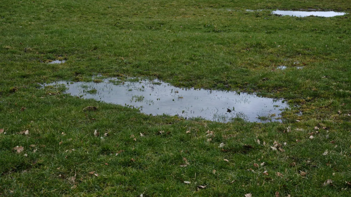 Mosquito Control After Heavy Rain: What Changes When the Yard Gets Saturated? Shallow puddles on a grassy lawn after rain