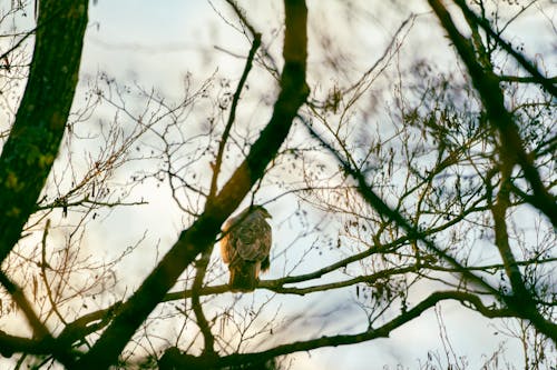 Hawk Perching on Tree