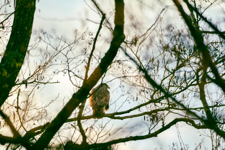 Hawk Perching On Tree