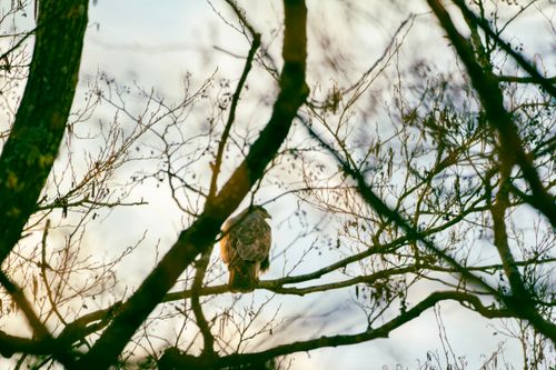 Free A hawk perches on a barren tree amidst the serenity of a winter's day. Stock Photo