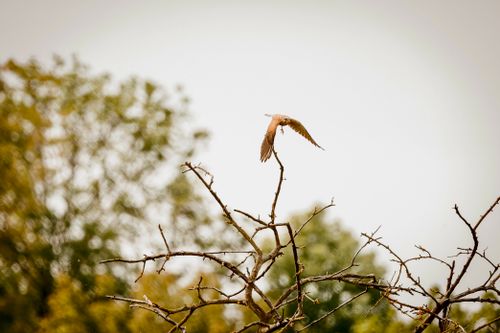 Free stock photo of bird, birds of prey, day Stock Photo