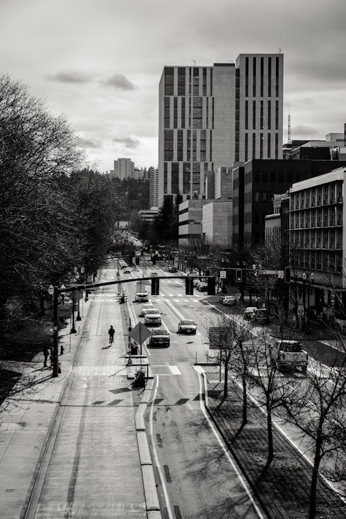 Fotos de stock gratuitas de arboles, blanco y negro, calle