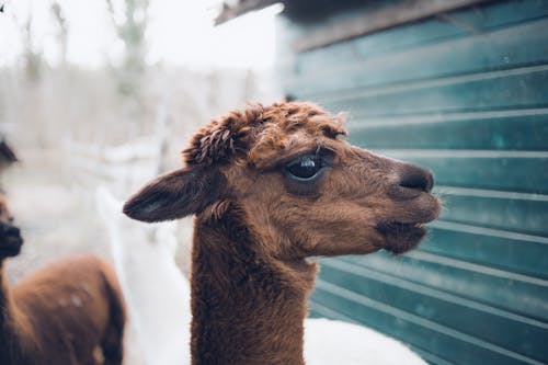 Foto profissional grátis de alpaca, animal, animal da fazenda