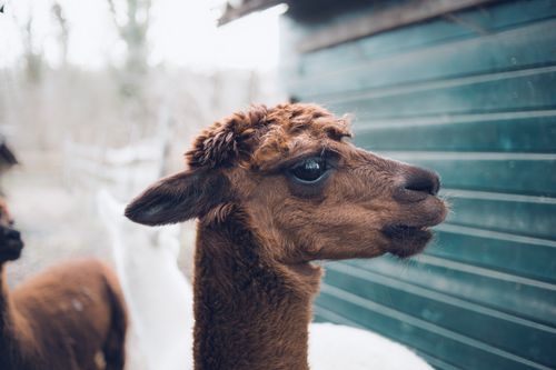 Free stock photo of alpaca, animal, animal photography Stock Photo