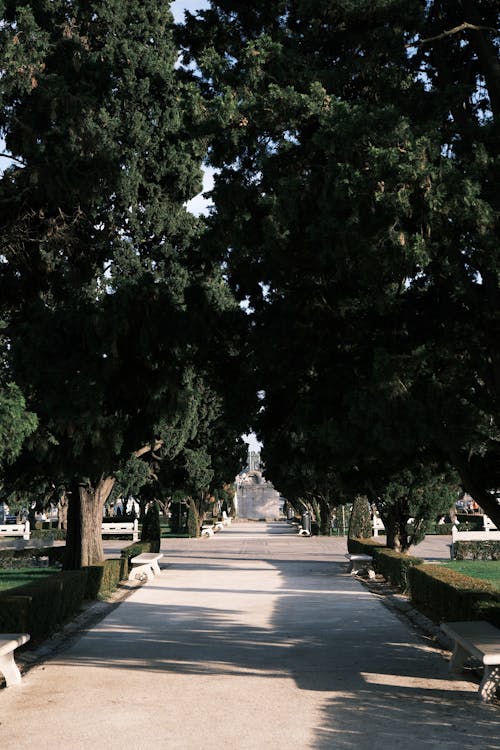 Wide Alley in a Beautiful Park