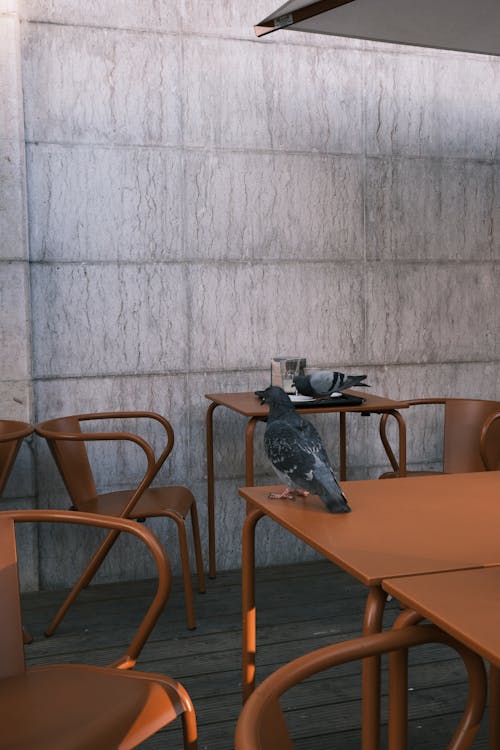 Pigeons on Restaurant Tables 