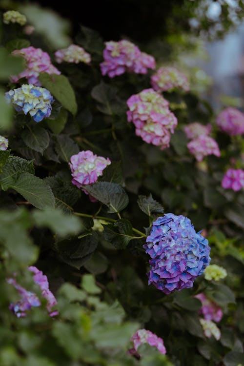 Hydrangea Flowers 