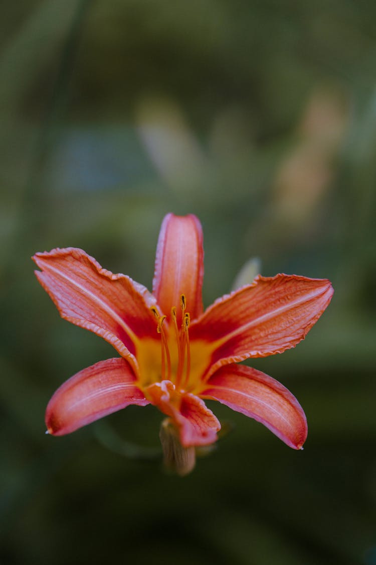 Close Up Of Red Lily Flower