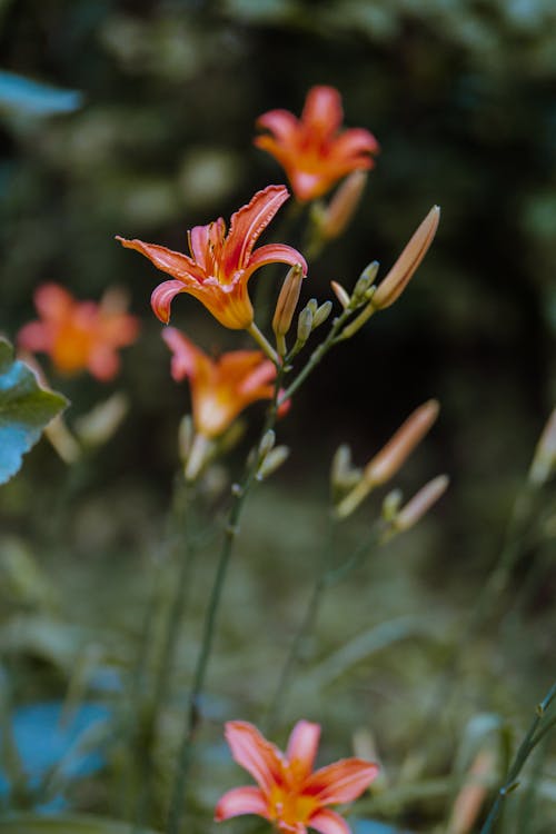 Close-up of Orange Lily Flowers 