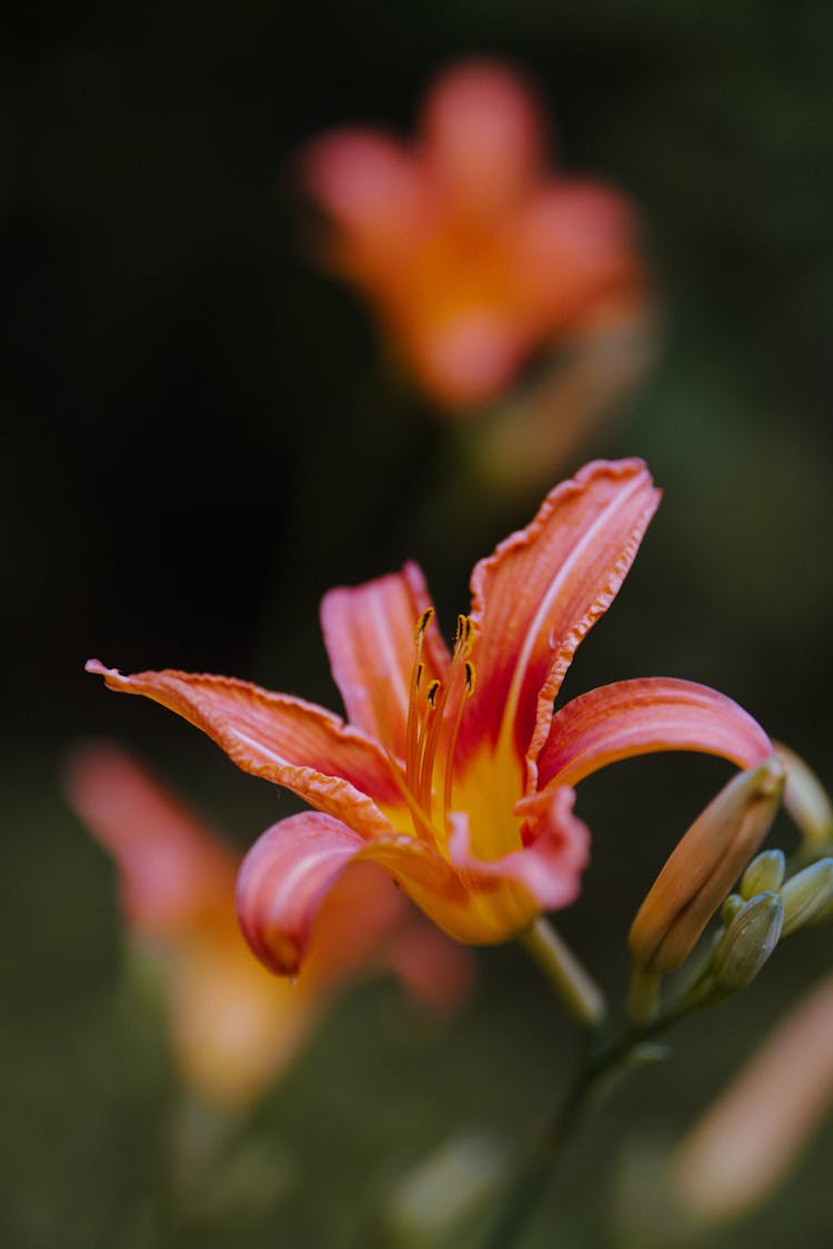 Close Up Of Red Lily Flower