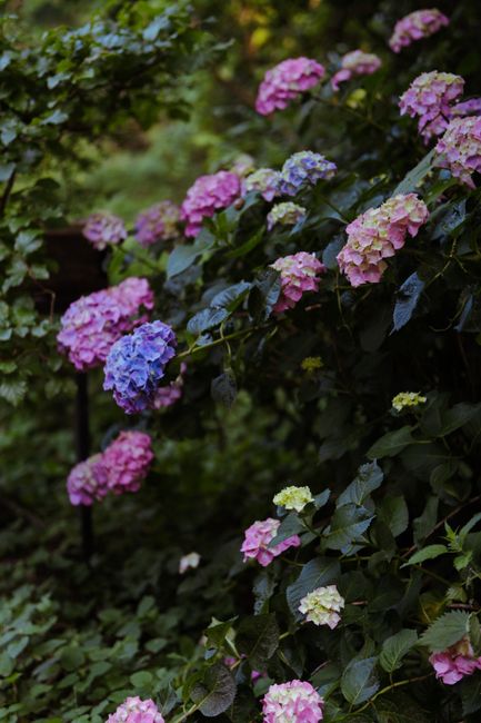 Colorful hydrangea flowers in a lush garden create a beautiful, natural scene.