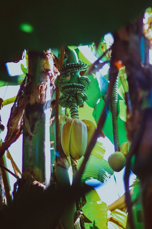 Darmowe zdjęcie z galerii z drzewo, kwiat banana, natura