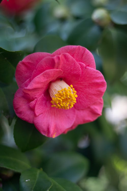 Kostenloses Stock Foto zu blume, blütenblätter, frisch