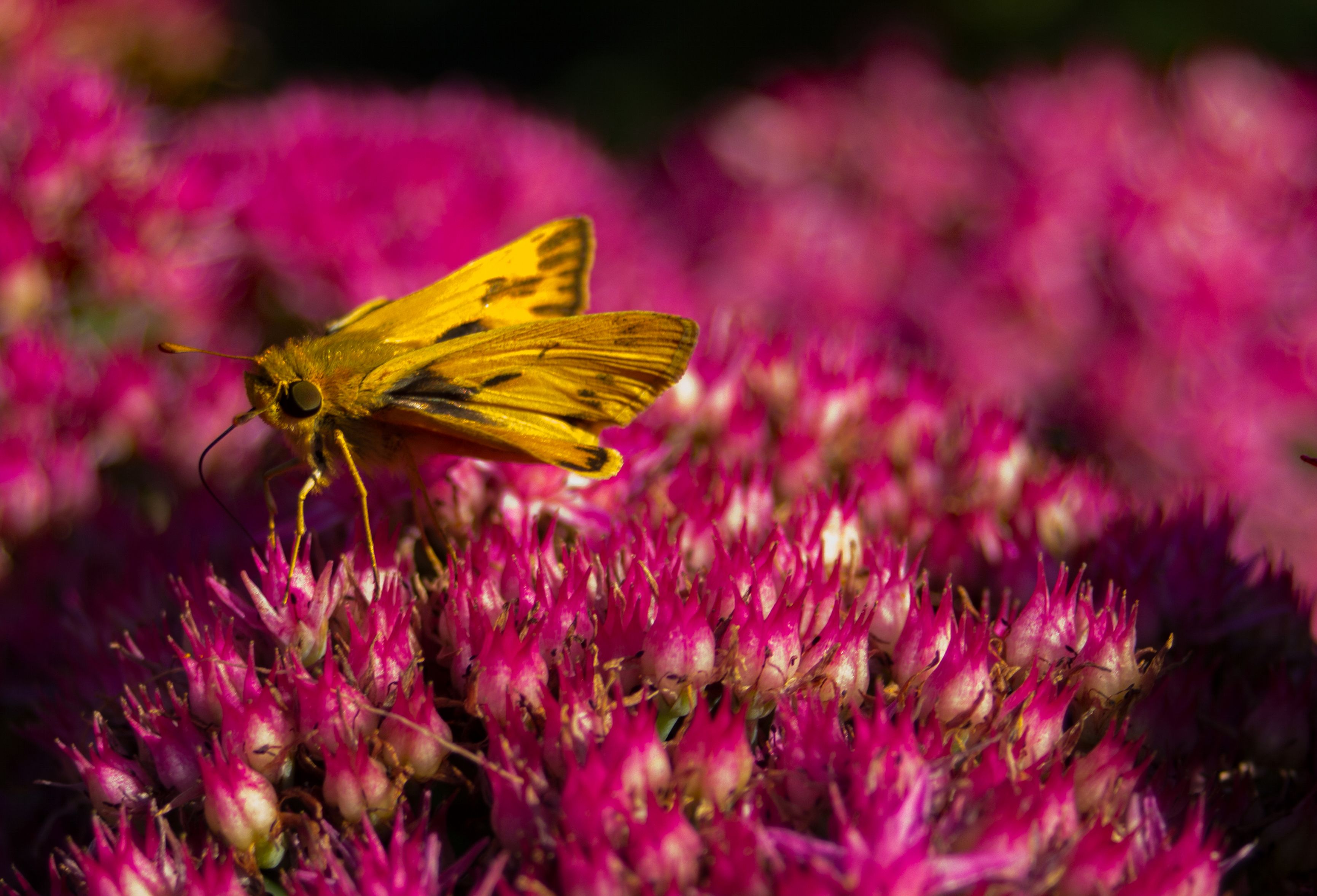Animated Pink Wallpaper Photos, Download The BEST Free Animated Pink ...